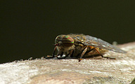 Giant Horse-fly (Female, Tabanus bovinus)